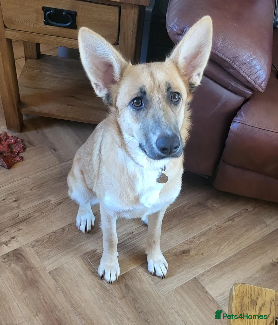 Mixed Breed dogs for adoption: DORA  9 months  - Advert 1