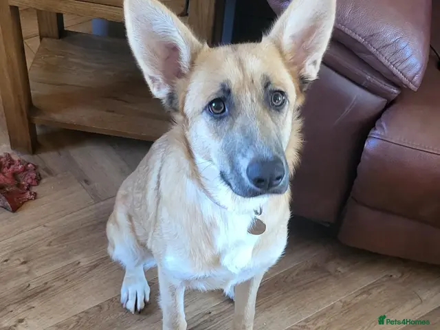 Mixed Breed dogs for adoption: DORA 9 months - Advert 1
