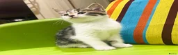 Mixed Breed cats for sale: Kittens for sale ,mixed breed, wonderful behaviour - Advert 30