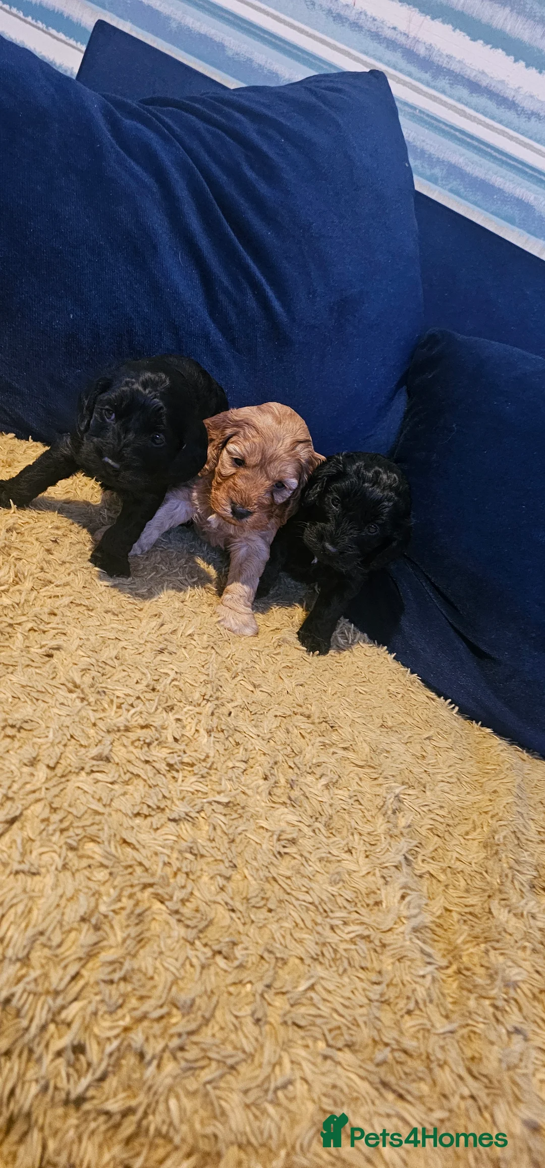 Cockapoo dogs for sale: Cockapoo puppies £650 - Advert 2