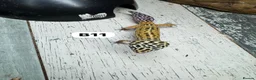 Leopard Gecko reptiles for sale: Available Rescue Looking for Their Forever Homes - Advert 17