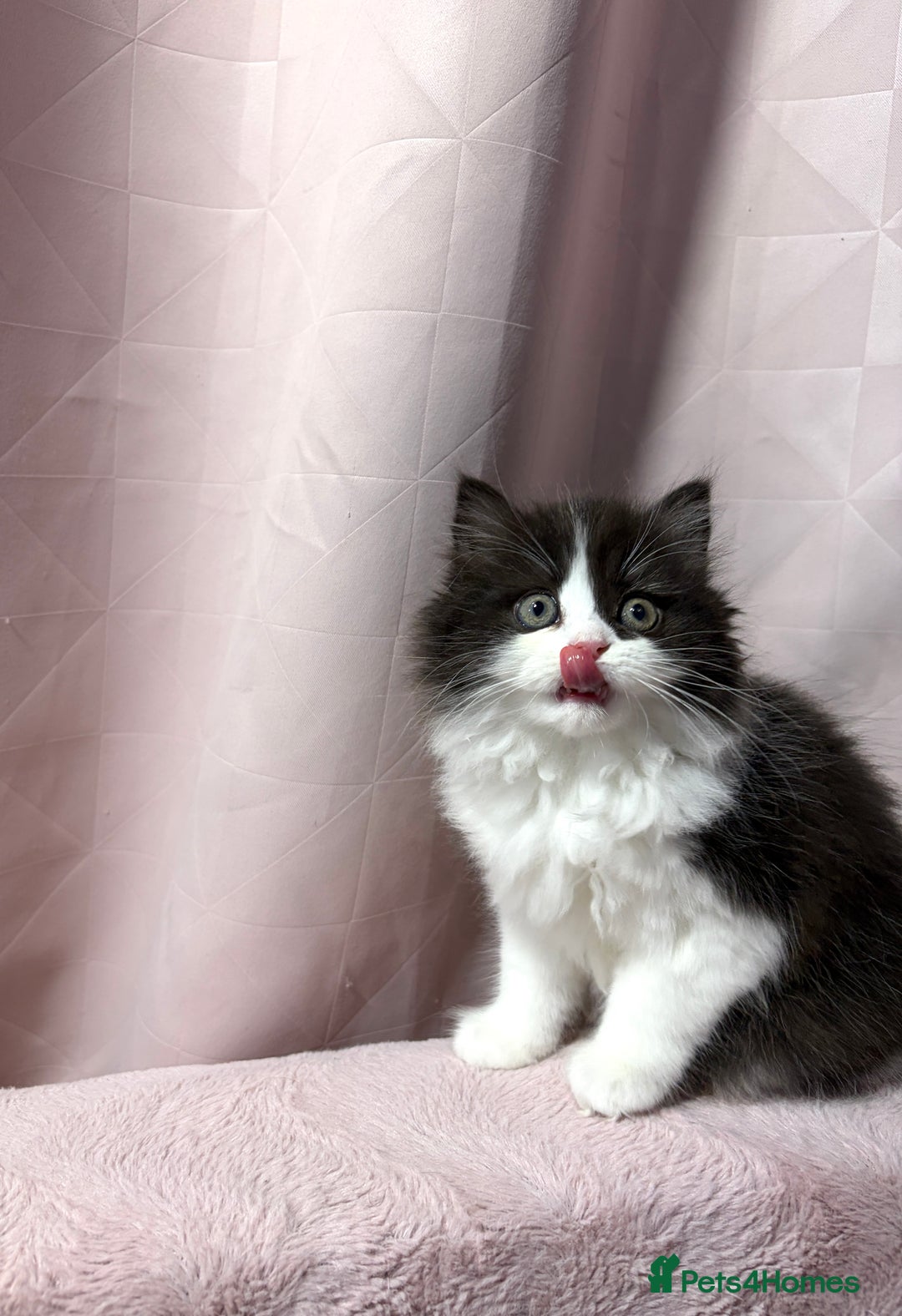 Mixed Breed cats for sale: British long hair X Chinchilla long hair - Advert 8