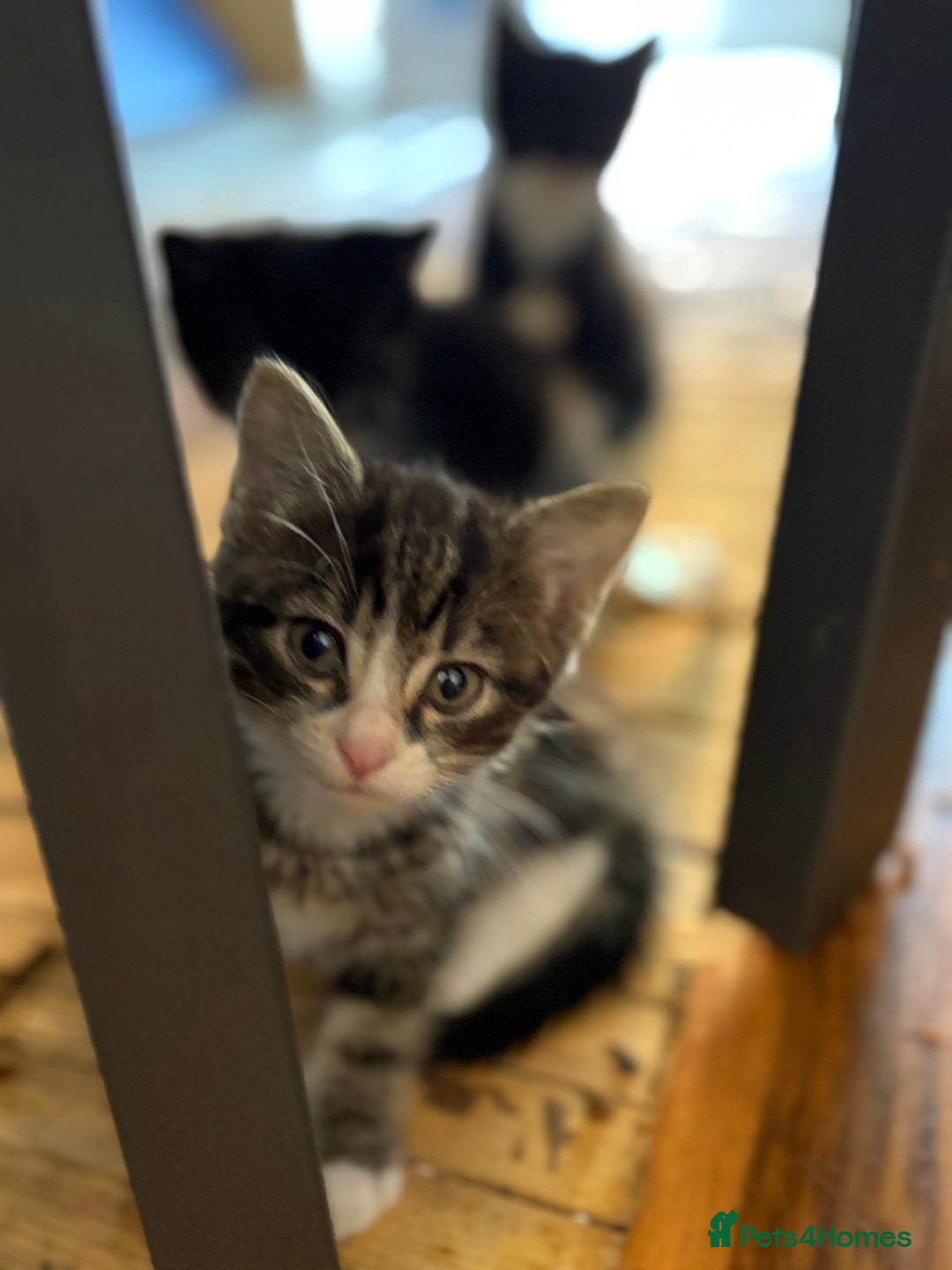 Mixed Breed cats for sale: Black and White kittens left! Ready Now!!  - Image 11