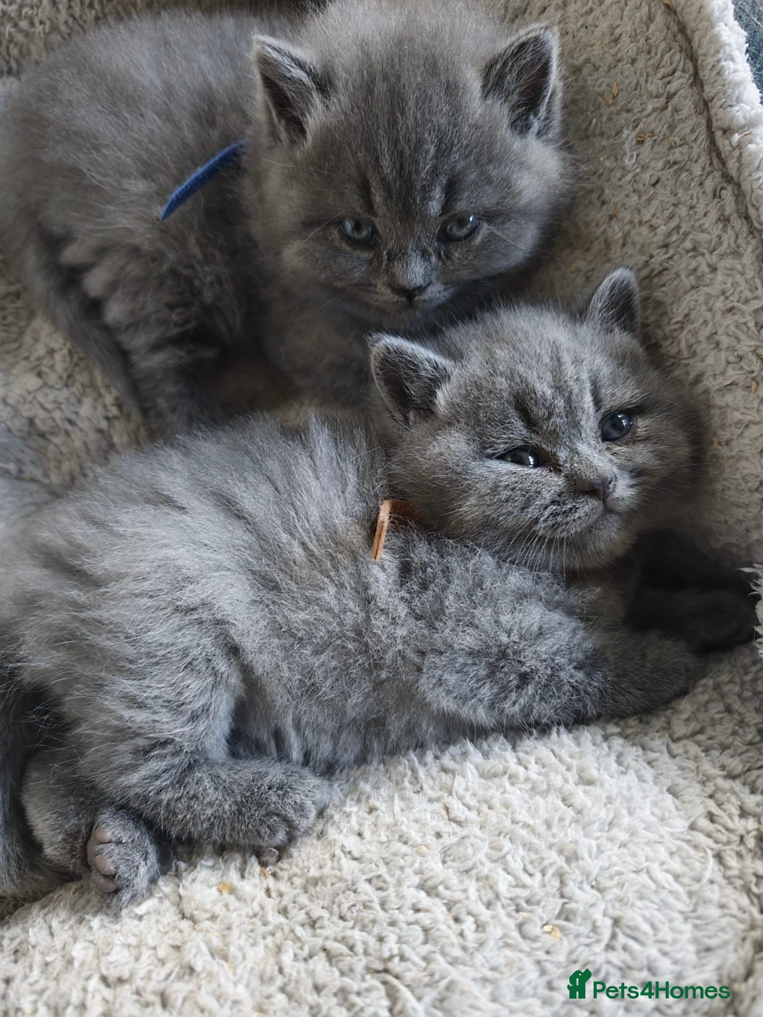 British Shorthair cats 2 Beautiful BSH Ready to Leave - GCCF Registered - Advert 2