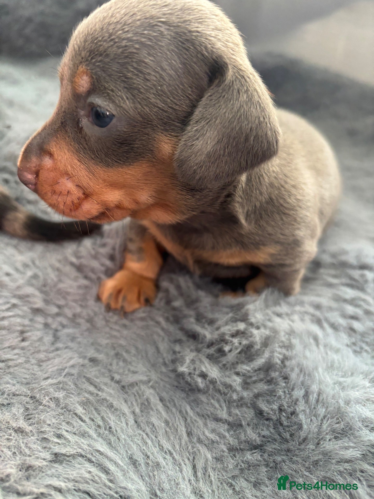 Dachshund dogs Miniature dachshund - Advert 7