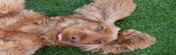 Cocker Spaniel dogs for stud: Red Sable Show Cocker Spaniel available for stud  - Advert 3