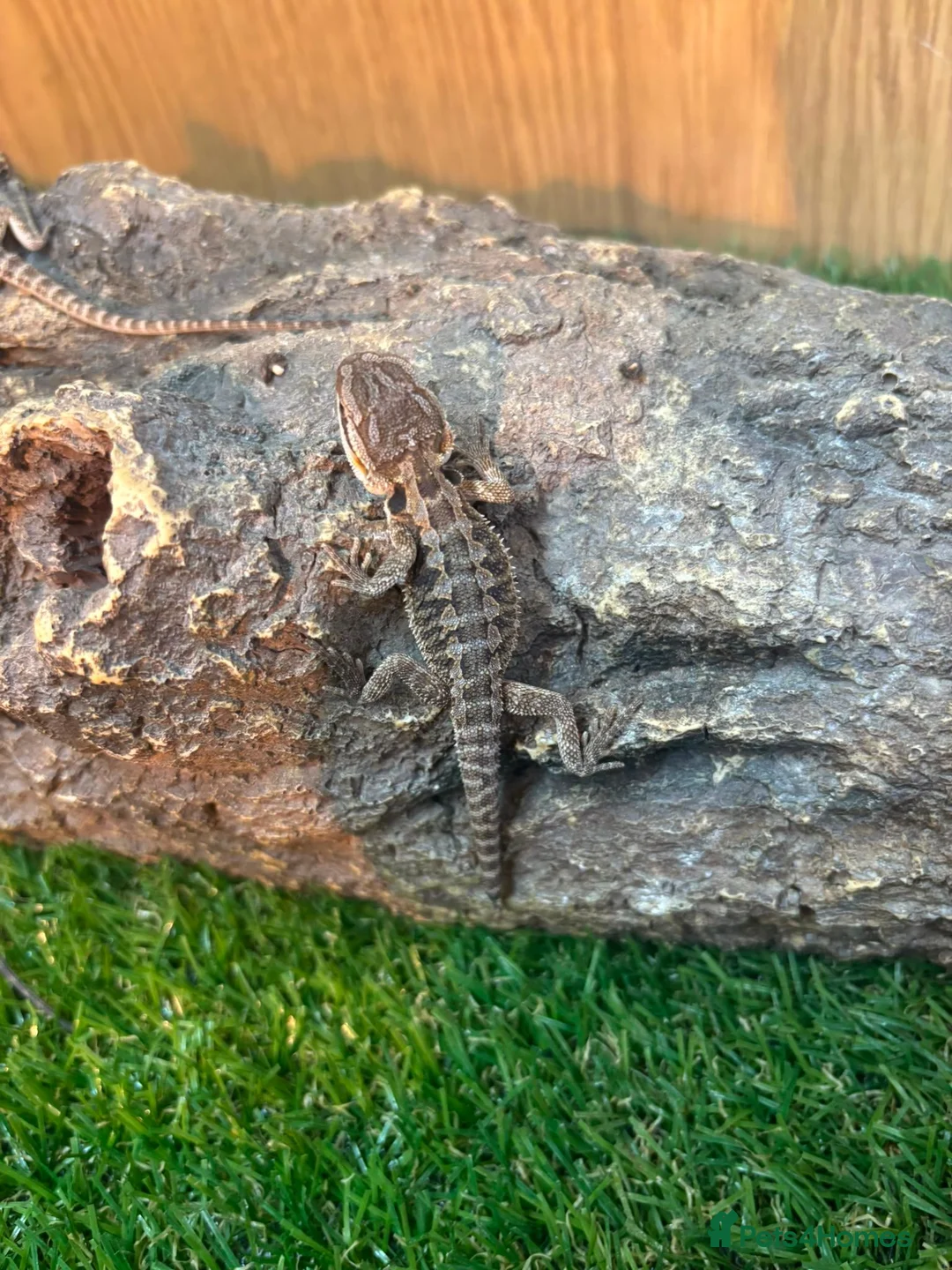 Bearded Dragon reptiles for sale: Bearded dragon babies - Advert 2