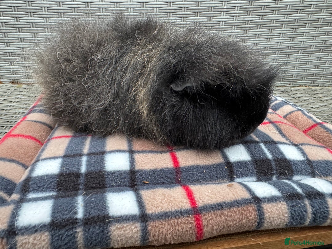 Guinea Pig rodents for sale: Beautiful boys  - Advert 12