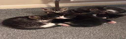 Mixed Breed cats for sale: 8 week kittens  in Maidenhead - Advert 11