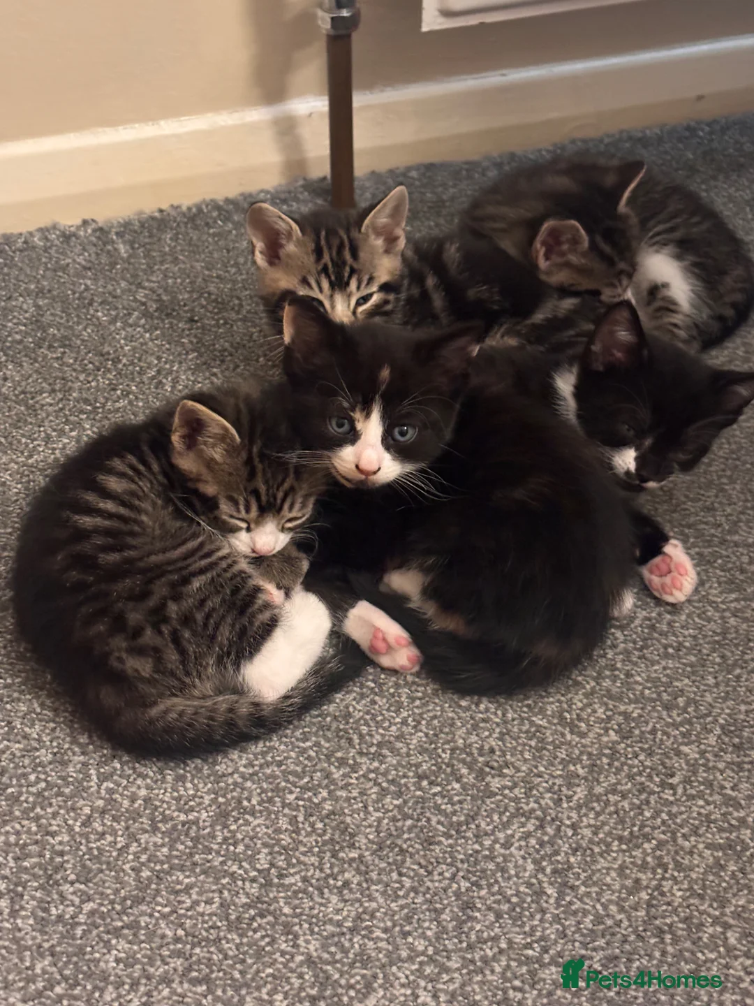 Mixed Breed cats for sale: 8 week kittens  in Maidenhead - Advert 11
