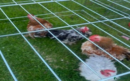 Chickens poultry for sale: Pekin Bantam cockerel - Image 2