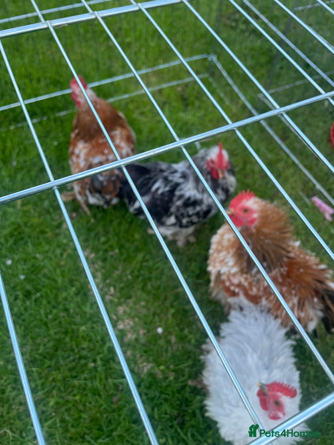 Chickens poultry for sale: Pekin Bantam cockerel - Image 2