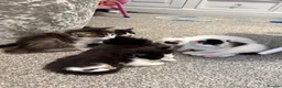 Mixed Breed cats for sale: 6 Beautiful kittens  - Advert 2