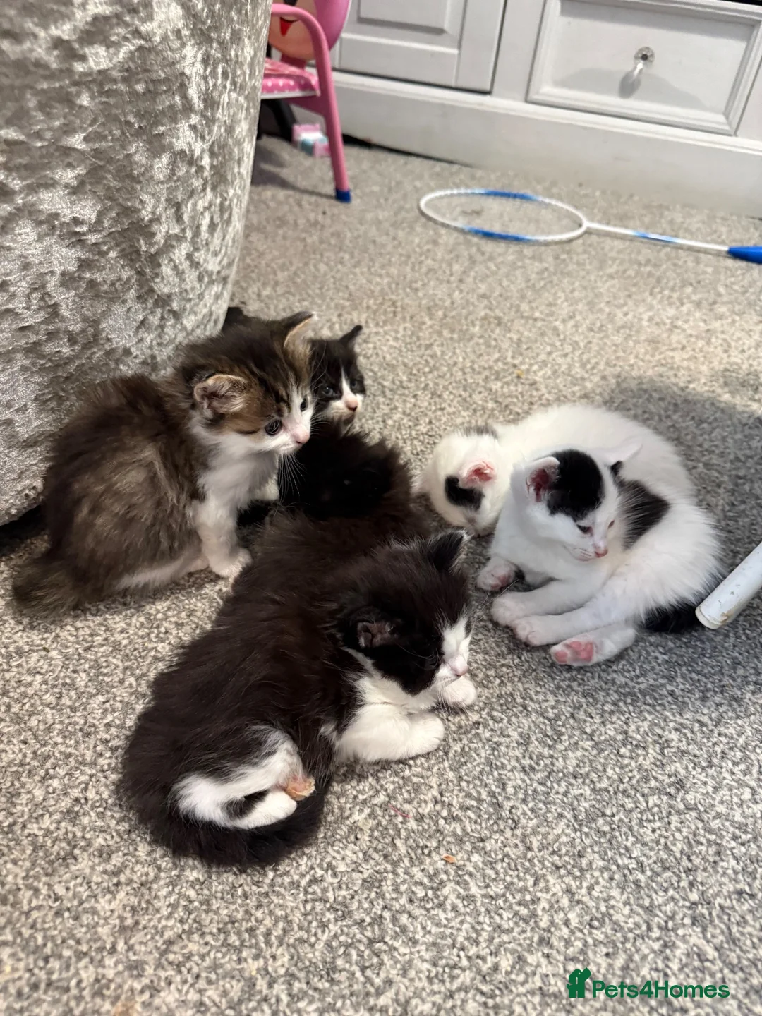 Mixed Breed cats for sale: 6 Beautiful kittens  - Advert 2