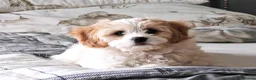 Cavachon dogs for sale: Cavachon - Advert 4
