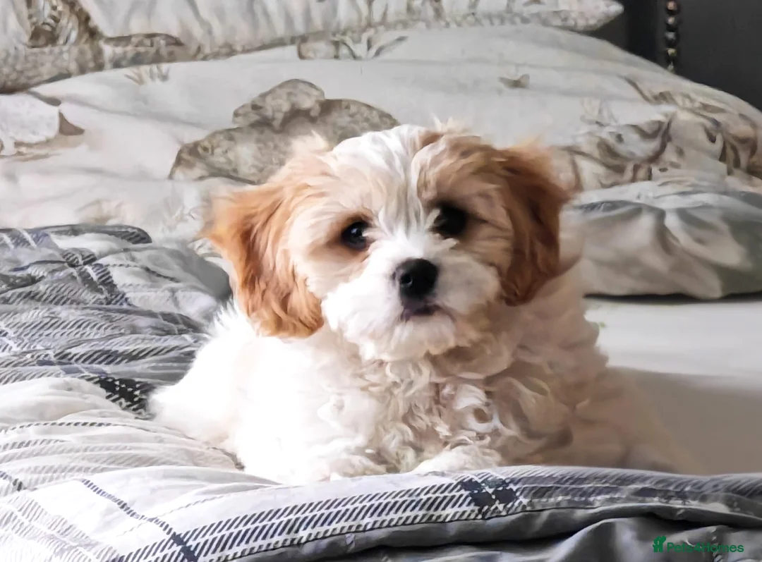 Cavachon dogs for sale: Cavachon - Advert 4