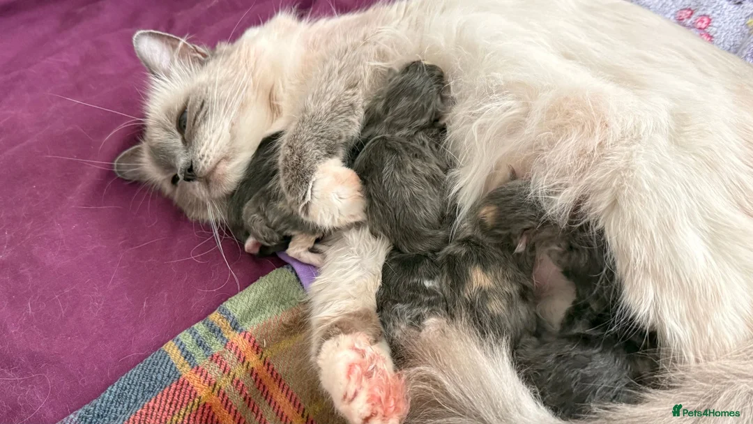 Maine Coon cats for sale: 6 Beautiful Maine Coon crossed Ragdoll kittens - Advert 1