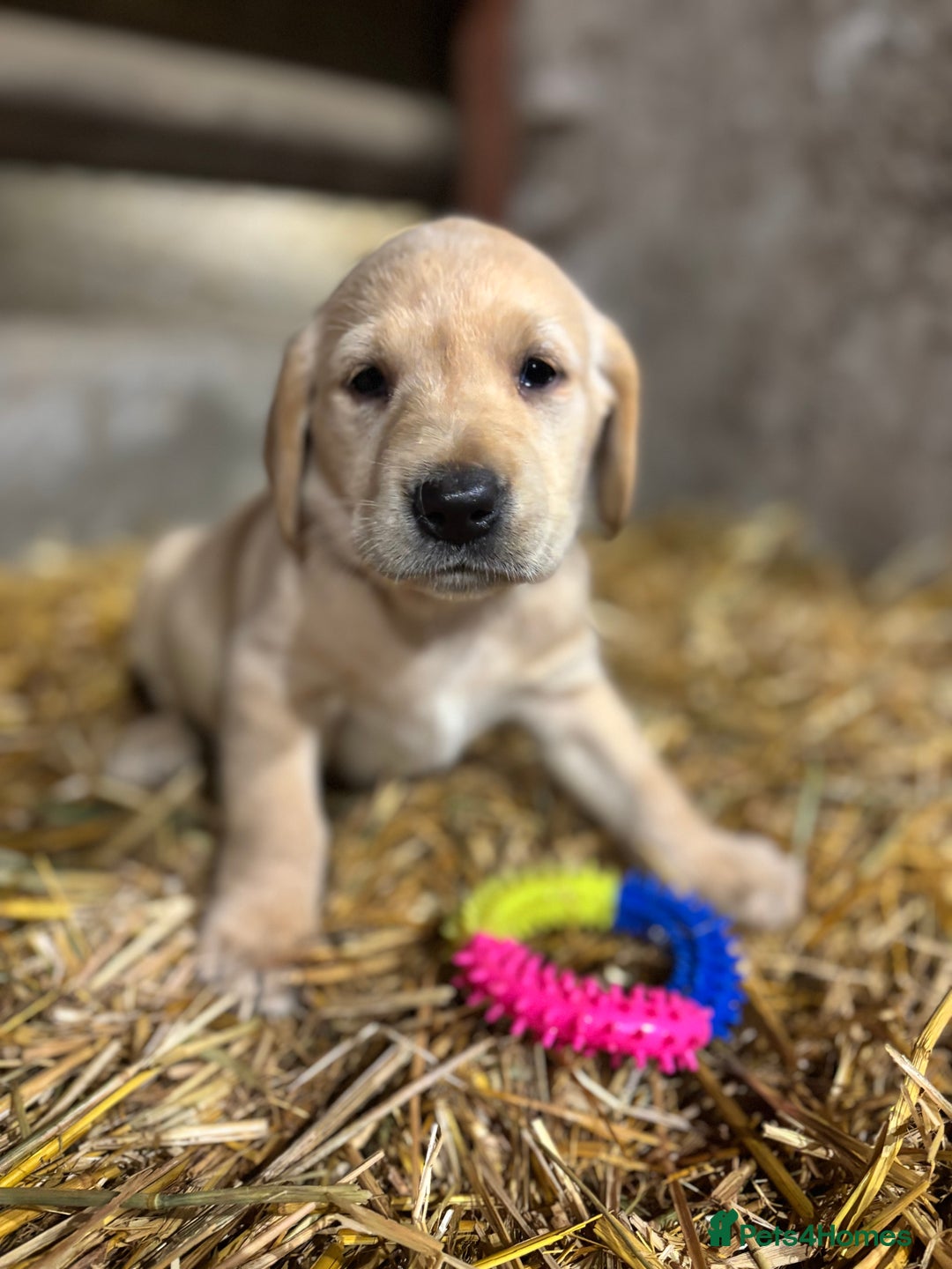 Labrador Retriever dogs for sale: KC Registered Labrador Puppies for Sale - Advert 29