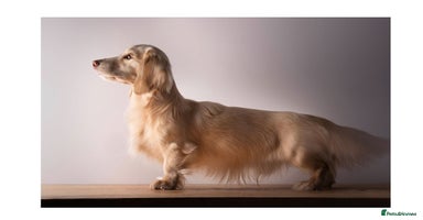 Miniature Dachshund dogs - Advert 2