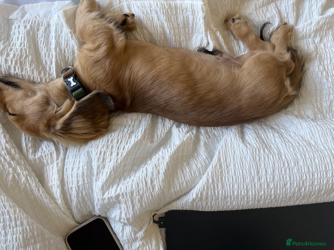 Miniature Dachshund dogs for sale: Miniature Dachshund Looking For Forever Home - Advert 1