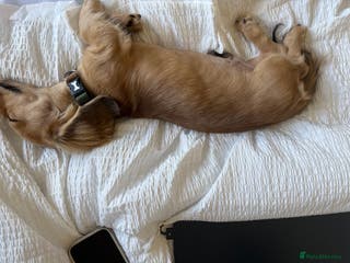 Miniature Dachshund dogs Miniature Dachshund Looking For Forever Home - Advert 9