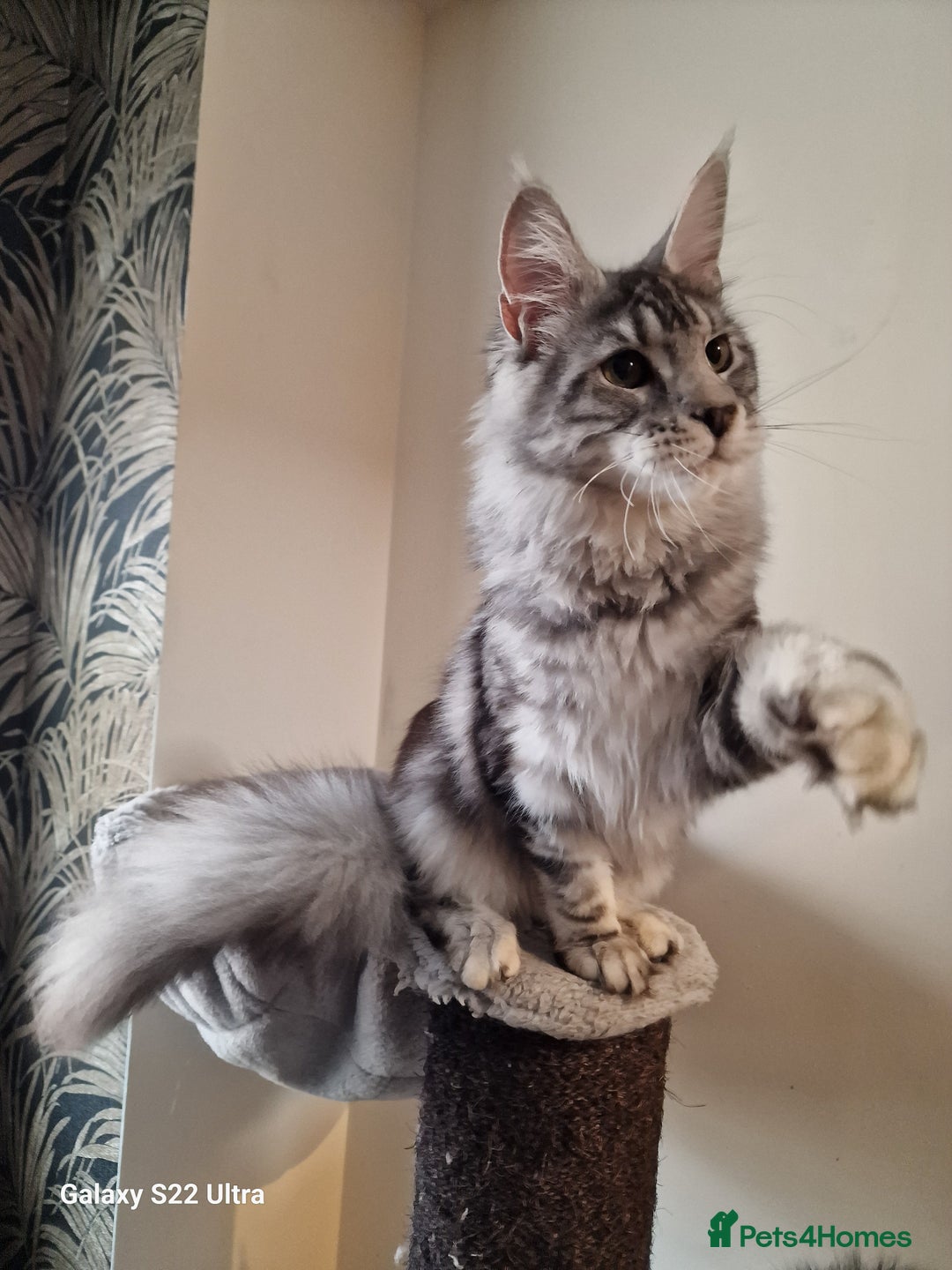 Maine Coon cats for sale: 🎀Fantastic female🎀 - Advert 11