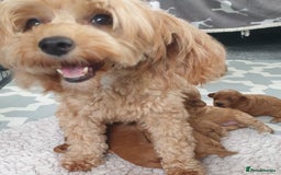 Mixed Breed dogs for sale: Cotonoodle/Cotonpoos health tested parents - Image 5