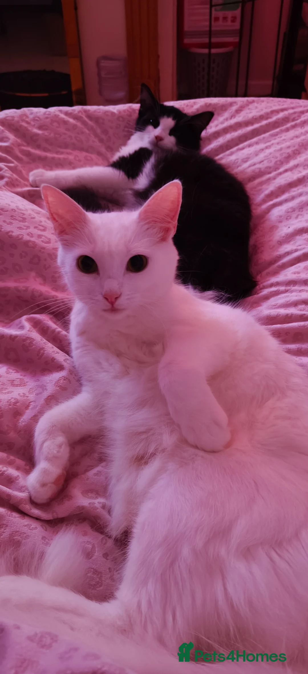 Mixed Breed cats for sale: White kittens - 3 available in Clogher - Advert 16