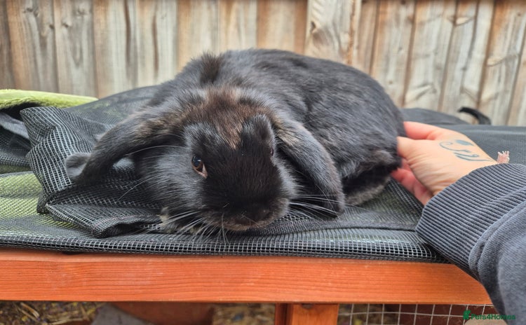 English Lop rabbits - Advert 5