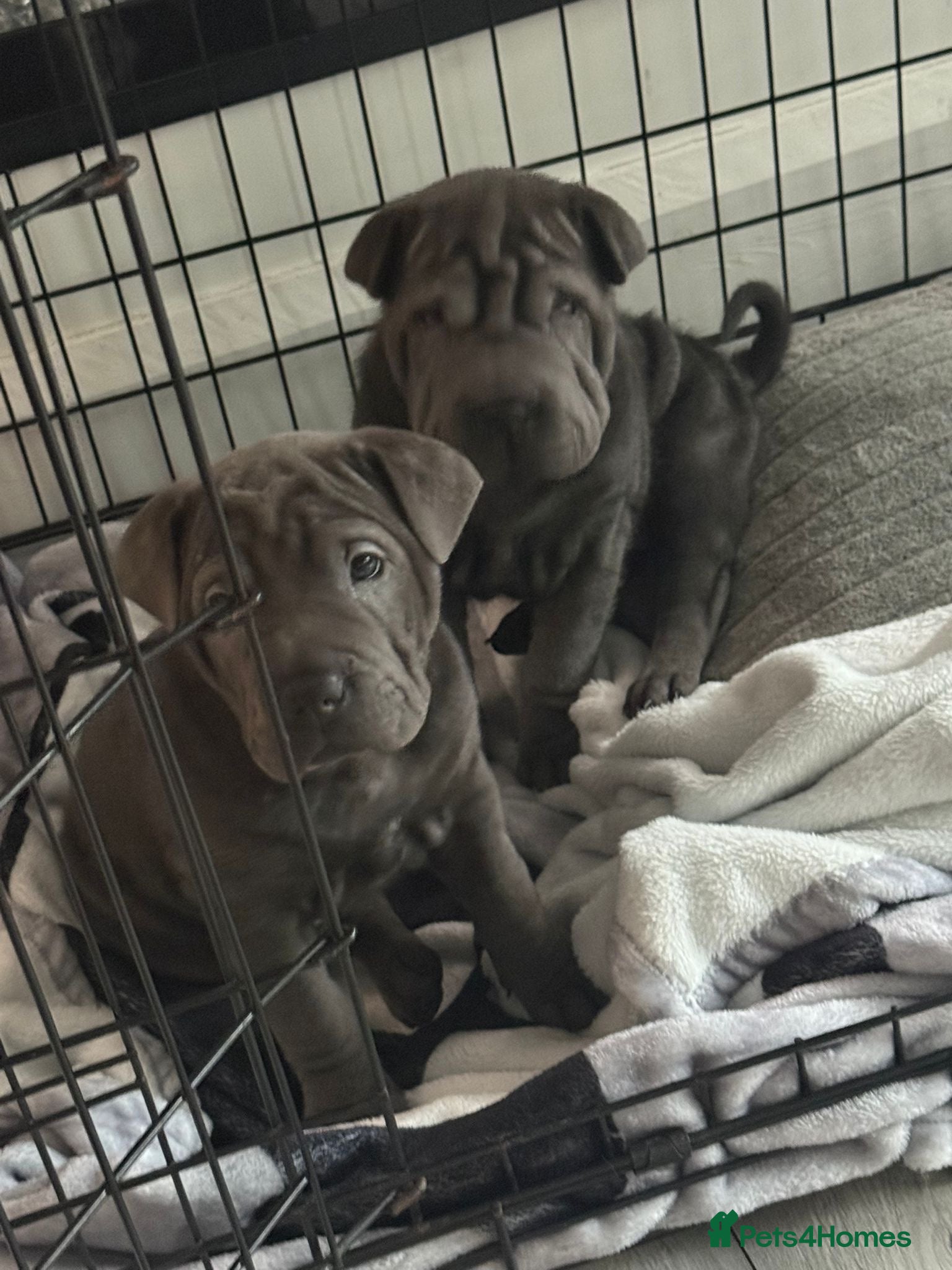 Mixed Breed dogs 2 female Shar Pei cross spaniel pups  - Advert 1