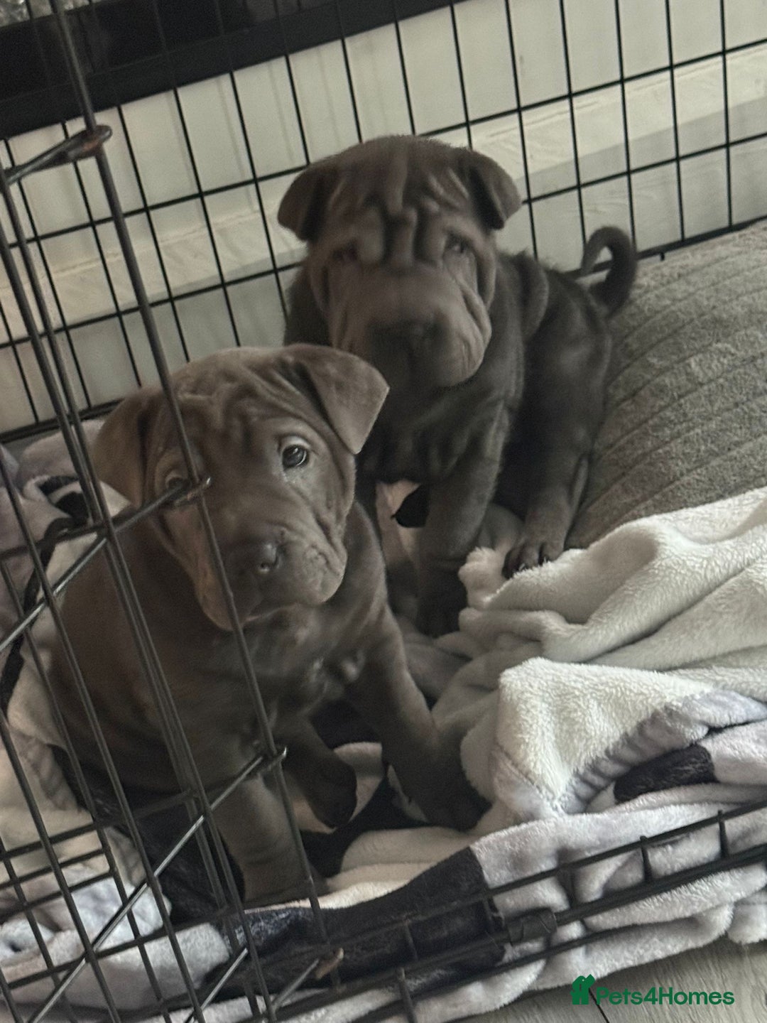 Mixed Breed dogs for sale: 2 female Shar Pei cross spaniel pups  - Advert 1