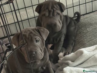 Mixed Breed dogs 2 female Shar Pei cross spaniel pups - Advert 1
