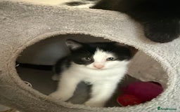 Mixed Breed cats for sale: 4 kittens for sale - Image 4