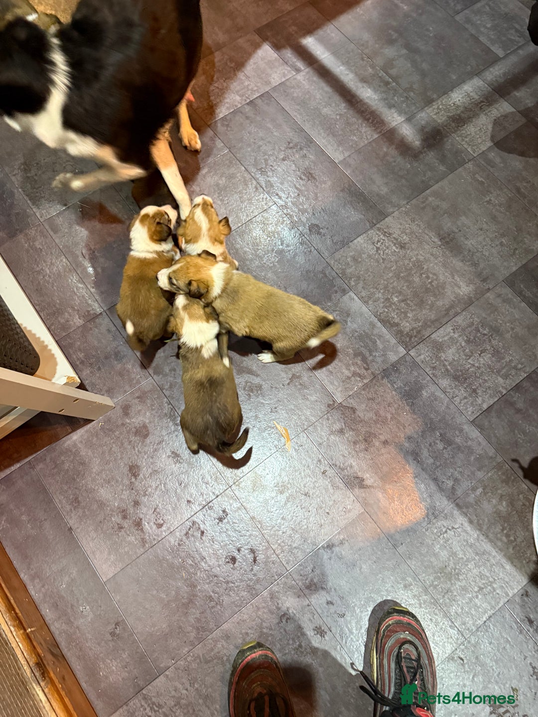 Mixed Breed dogs for sale: Border collie X Welsh collie pups - Advert 14