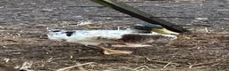Ducks poultry for sale: Welsh Harlequin drakes in Beaconsfield - Advert 3