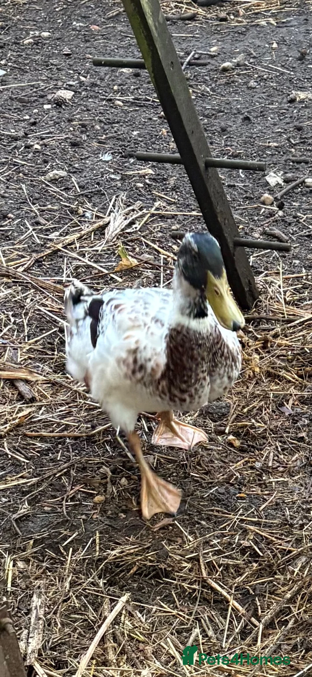 Ducks poultry for sale: Welsh Harlequin drakes in Beaconsfield - Advert 3