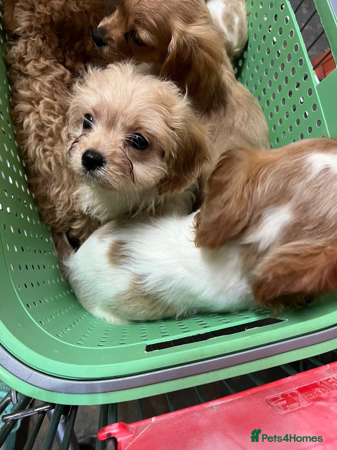 Cavapoo dogs for sale: BEAUTIFUL CAVAPOO PUPPIES - Advert 3
