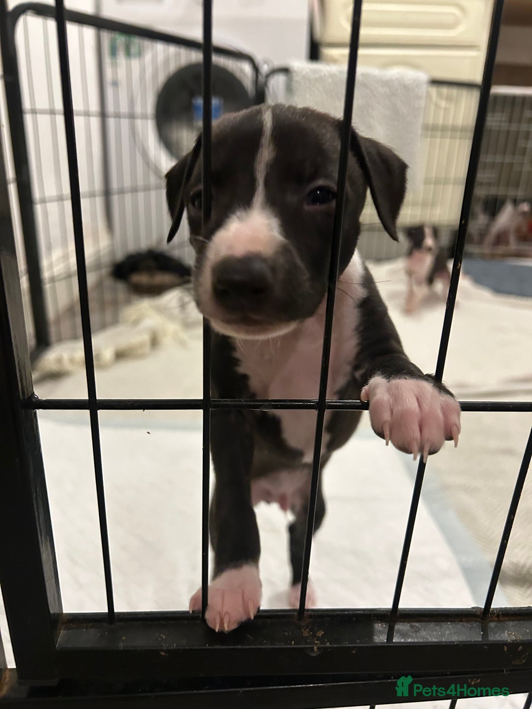 Italian Greyhound dogs for sale: Italian greyhound pups  - Advert 6