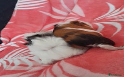 Guinea Pig rodents for sale: Gunipigs babies  - Image 6