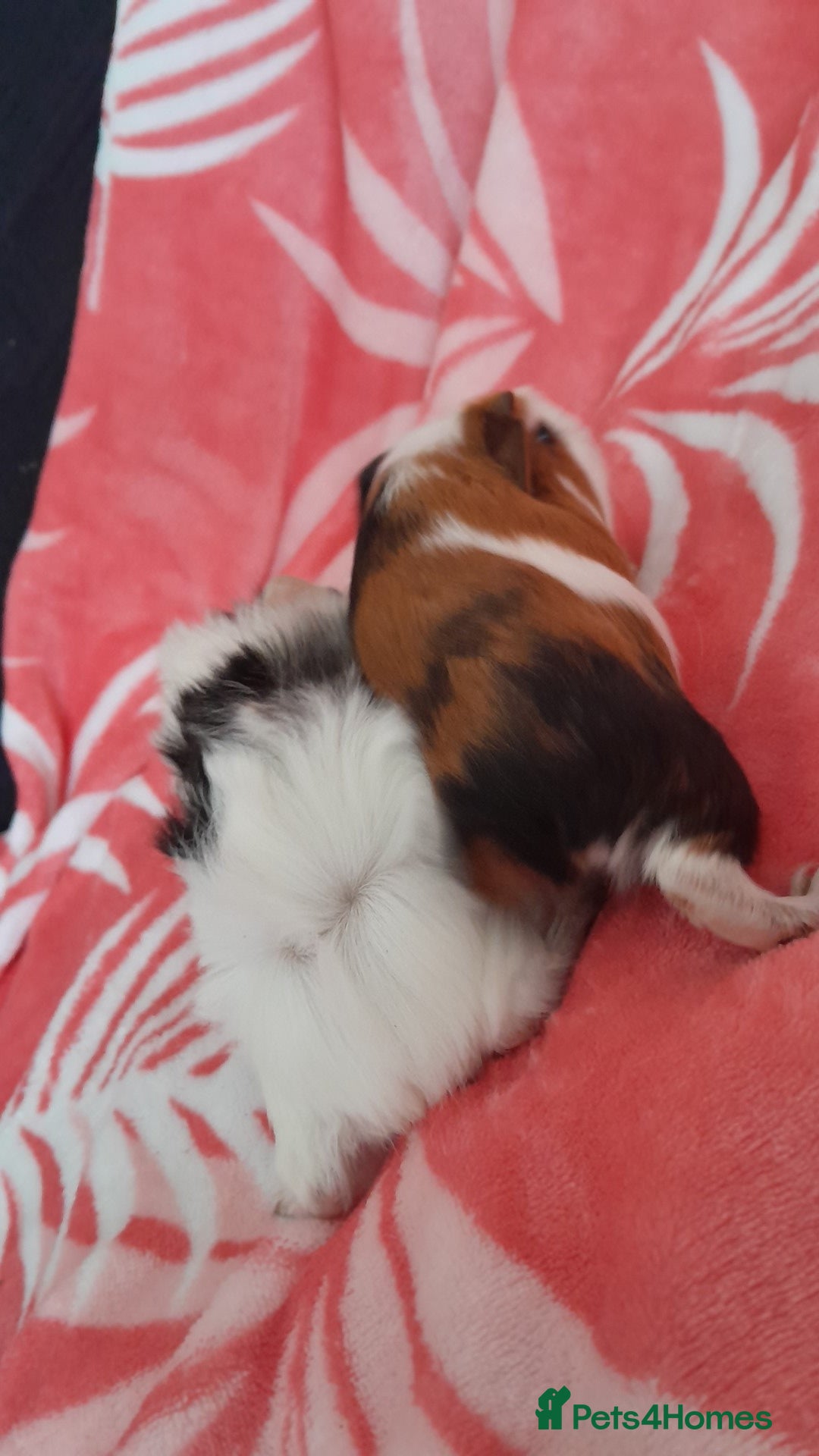 Guinea Pig rodents for sale: Gunipigs babies  - Image 6