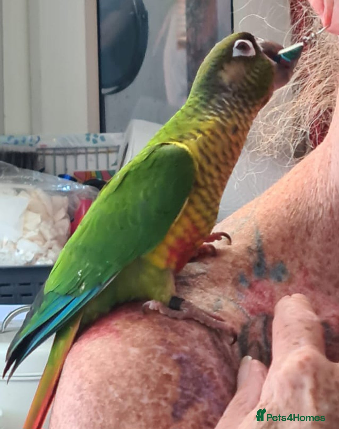 Parakeets birds for sale: Handreared Conures! Kakariki and lovebirds  - Image 7