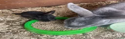 Rex rabbits for sale: Standard Rex rabbits - Advert 6