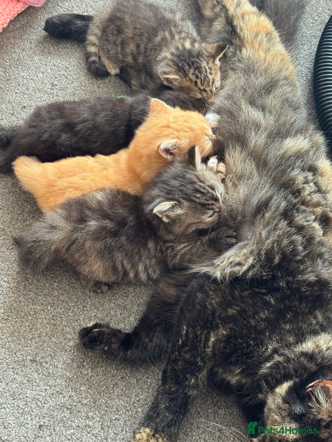 British Longhair cats for sale: 3 kittens left to go  - Image 3