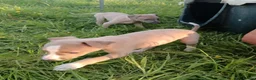 Whippet dogs for sale: 8 stunning puppies  in Okehampton - Advert 6