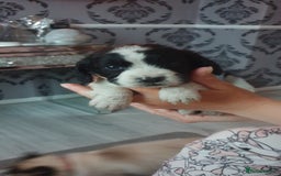 Cocker Spaniel dogs for sale: Cocker spaniel puppies  - Image 7