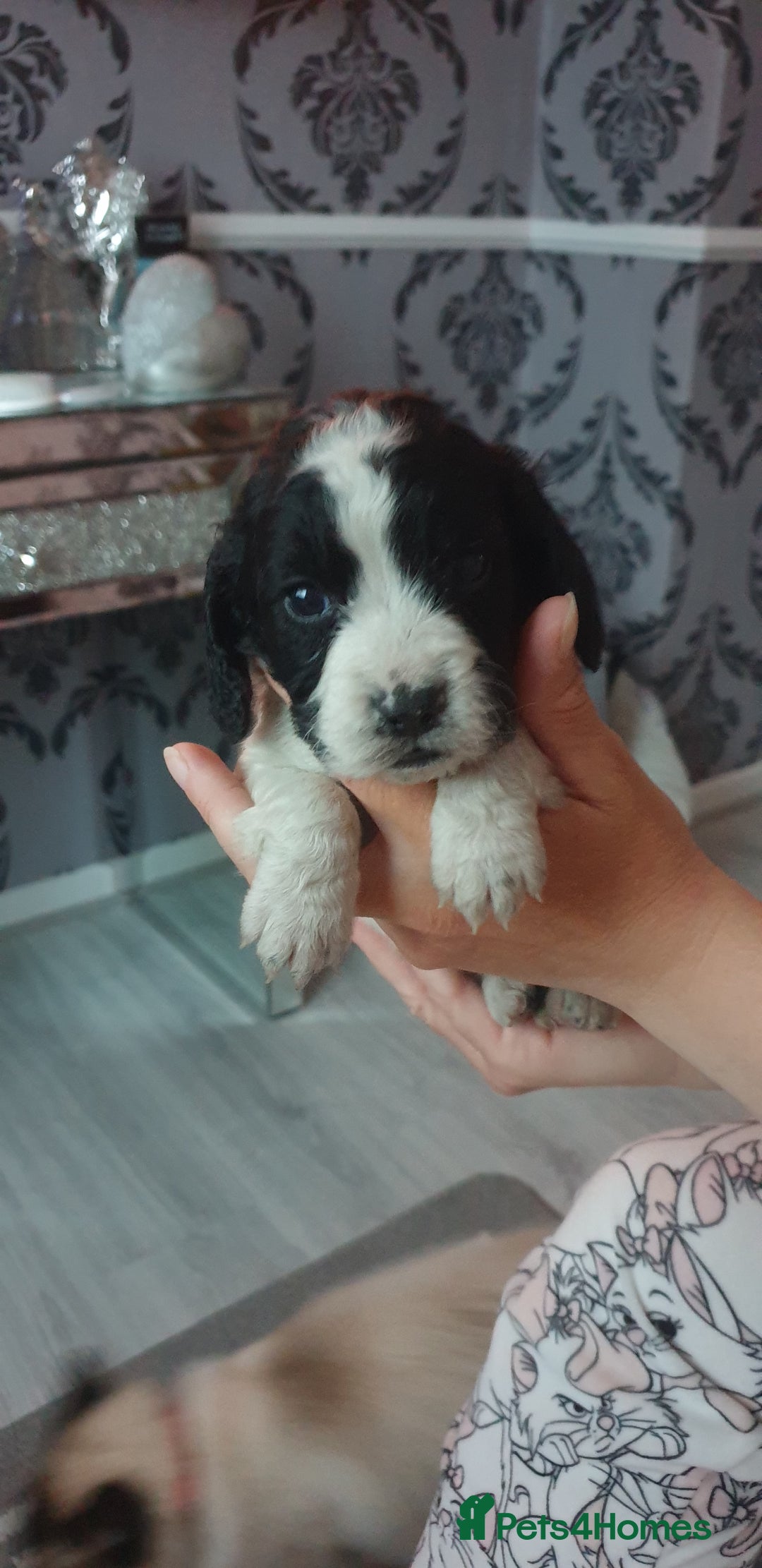 Cocker Spaniel dogs for sale: Cocker spaniel puppies  - Image 7