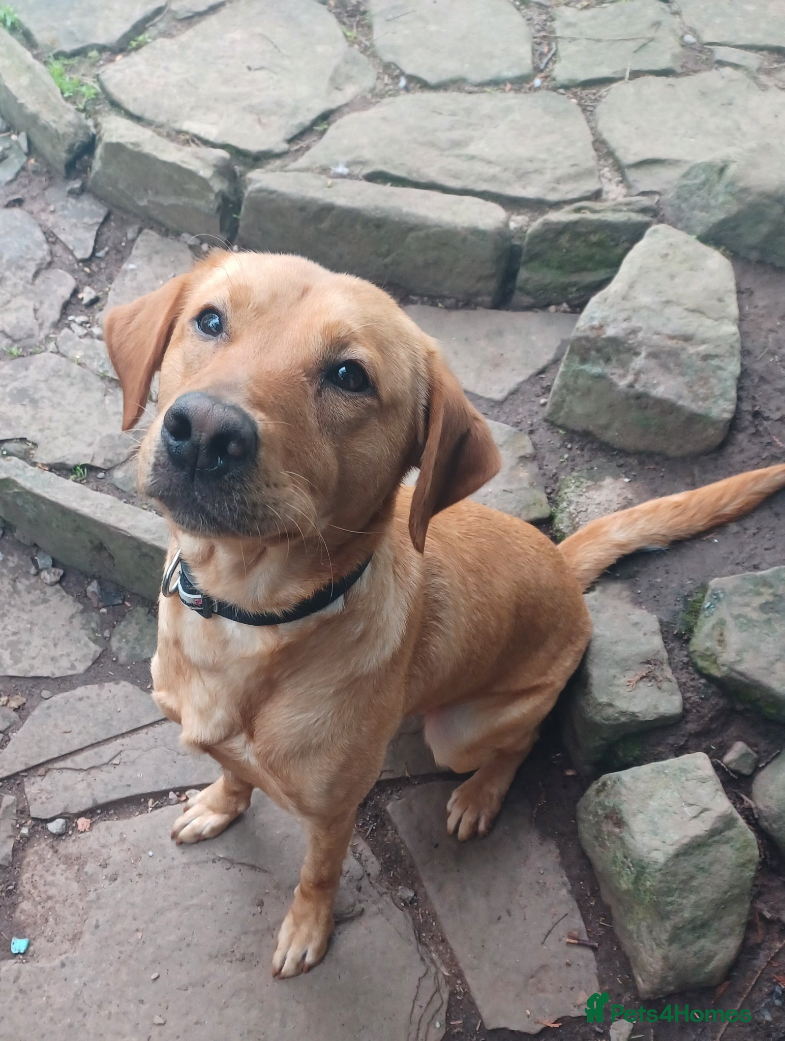 Labrador Retriever dogs for sale: Beautiful 20 month old red fox Labrador  in Hereford - Advert 2