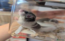 Mouse rodents for sale: Pieds and browns African pygmy dormice!!   - Image 4