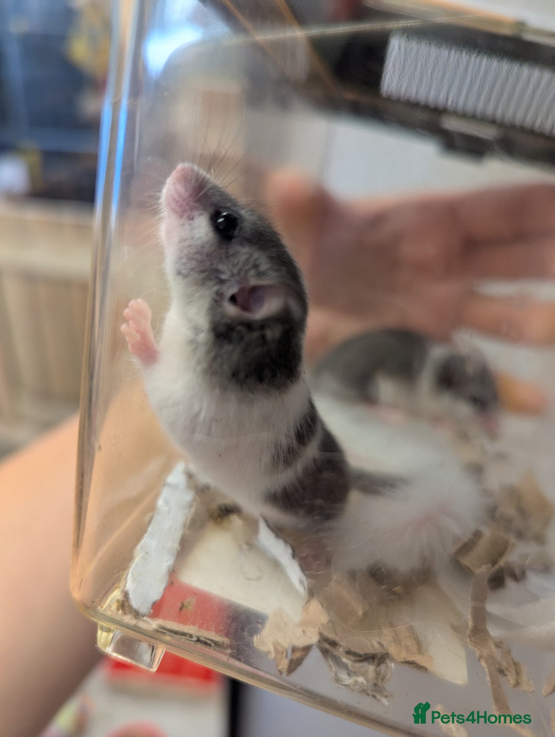 Mouse rodents for sale: Pieds and browns African pygmy dormice!!   - Image 4
