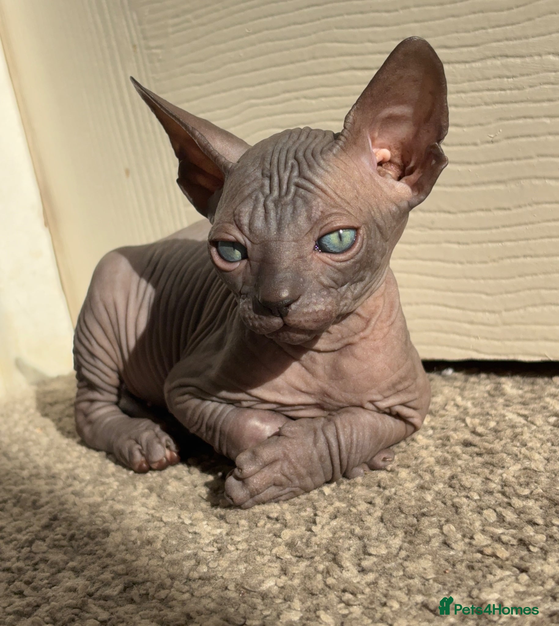 Sphynx cats only 1 left BLUE Sphynx boy 6th may - Advert 5